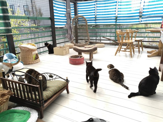 猫 カフェ 名古屋