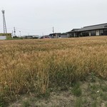 中華そば 四つ葉 - 店舗前にある麦畑