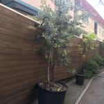 サ・マーシュ - 