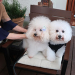 リストランテ ピッツェリア ジャンカルロ トウキョウ - デルちゃんと２ショット