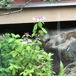 イチリン ハナレ - お店の庭に咲く紫陽花