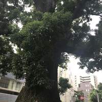 クリマ ディ トスカーナ - 