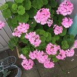 カメイノ食堂 - 店先の紫陽花