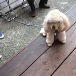 リストランテ ピッツェリア ジャンカルロ トウキョウ - ビー、待っております