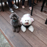 リストランテ ピッツェリア ジャンカルロ トウキョウ - パッジと２ショット