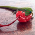 Chill'n On the Bay - テーブルの上などで愛嬌を振りまいていたヒルヤモリ。