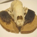 ラチュレ - アナグマ頭骨と手