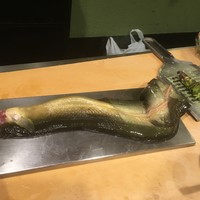 うを徳 - 緑がかっています