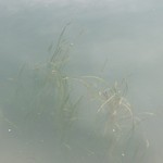 みんなのコーヒー - アマモです。