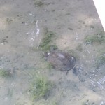 みんなのコーヒー - 垣生海岸沿いの水路に居た大きなスッポン