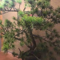 緒方 - 