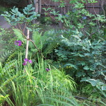 イチリン ハナレ - 外の庭