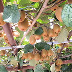 鰻元 - 玄関先にはキウイがたわわに