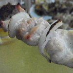 やきとり 三船 - 