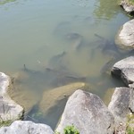 こびそ - 池にはたくさんの鯉が泳いでます