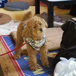 こびそ - もこもこのかわいいワンちゃんが出迎えてくれます