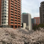 ENEKO Tokyo - 六本木ヒルズの桜並木