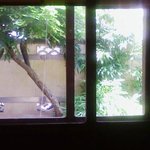 季節料理 手打蕎麦 よし田 - お外の小さいけれど、お庭の緑が気持ちいいです。