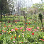 紫竹ガーデン　遊華　レストラン - 紫竹ガーデン