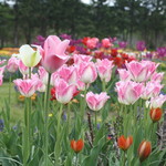 紫竹ガーデン　遊華　レストラン - 紫竹ガーデン