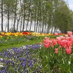 紫竹ガーデン　遊華　レストラン - 紫竹ガーデン