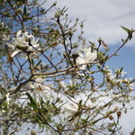 紫竹ガーデン　遊華　レストラン - 紫竹ガーデン