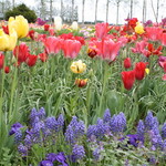 紫竹ガーデン　遊華　レストラン - 紫竹ガーデン