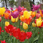 紫竹ガーデン　遊華　レストラン - 紫竹ガーデン