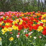 紫竹ガーデン　遊華　レストラン - 紫竹ガーデン