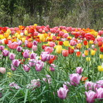 紫竹ガーデン　遊華　レストラン - 紫竹ガーデン