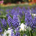 紫竹ガーデン　遊華　レストラン - 紫竹ガーデン