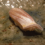 寿し おおはた - 