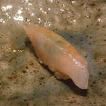 寿し おおはた - 