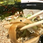 麺場 浜虎 - シャッキリ薄味支那竹