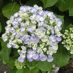 中華そば 紅蘭 - 