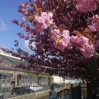 伊勢鮨 - 