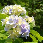 大石 - 名月院のあじさい