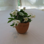 プレヴナンス - 30年5月　ニリンソウ