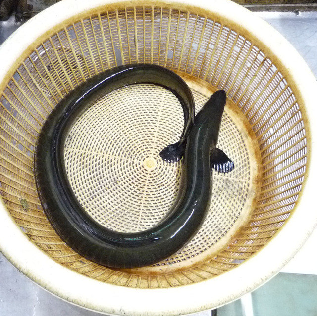 知られざる名店だと思います By Cha Kun 閉店 丸十 うなぎや まるじゅう うなぎや 相生山 うなぎ 食べログ