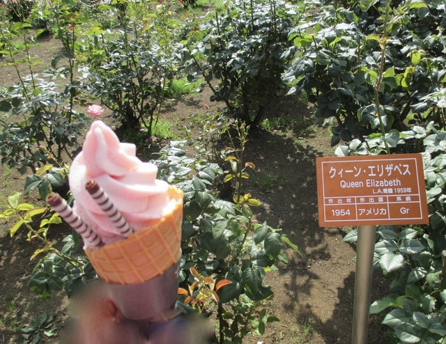 パークスローズガーデン 都立神代植物公園 都立神代植物公園ばら売店 調布 アイスクリーム 食べログ パークスローズガーデン 都立神代植物公園 都立神代植物公園ばら売店 調布 アイスクリーム 食べログ