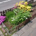 日の出食堂 - 今年もお花が植えられてました