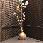 御料理 寺沢 - ひと足早く桜