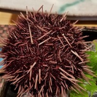 照寿司 - 