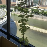 山茶花 - もみじ越しに武庫川