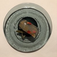 リストランテ ソットラルコ - 