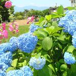 いしい釜めし茶屋 - このお店の近くで見た紫陽花とグラジオラス（？）