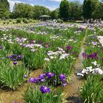 グリーンテラス水元 - 水元公園の花菖蒲