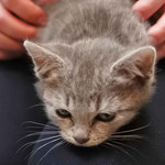 うさぎとぼく - この日も猫ちゃんが保護されているということで見せてもらいました。かわいい～うさぼく兄さんのお膝にのっけってもらって安心しきったお顔だね。お名前はフサヱさん。ラテアートのモデルはこのフサヱさんだったのね