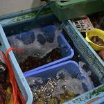 道の駅かまえ Buri Laboratory - 海産物直売所の新鮮な貝
