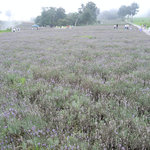 Tambara Lavender Park - 